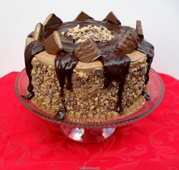 316080xcitefun celebrate birthday with chocolate cake 1 2 Floragalaxy
